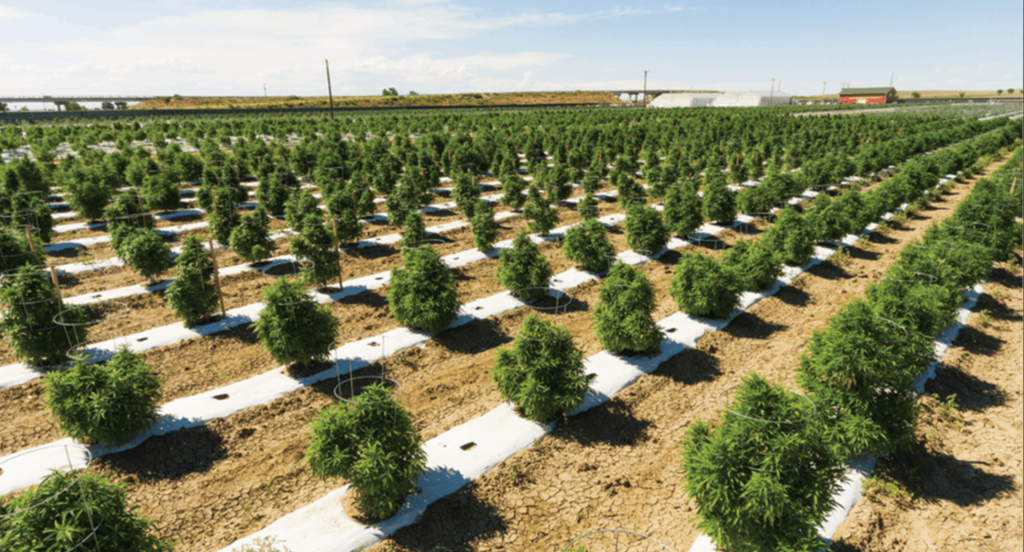 New Study Highlights High Greenhouse Gas Emissions from Cannabis Industry