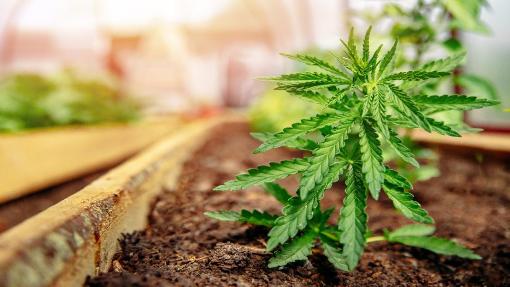 New Jersey Governor Candidates Debate Allowing Home Cannabis Cultivation