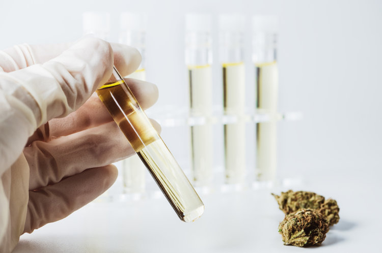 Study Reveals Dangerous Mycotoxins in Illicit Cannabis from Arizona and California