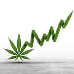 Shifting Cannabis Industry Toward Complexity and Craftsmanship