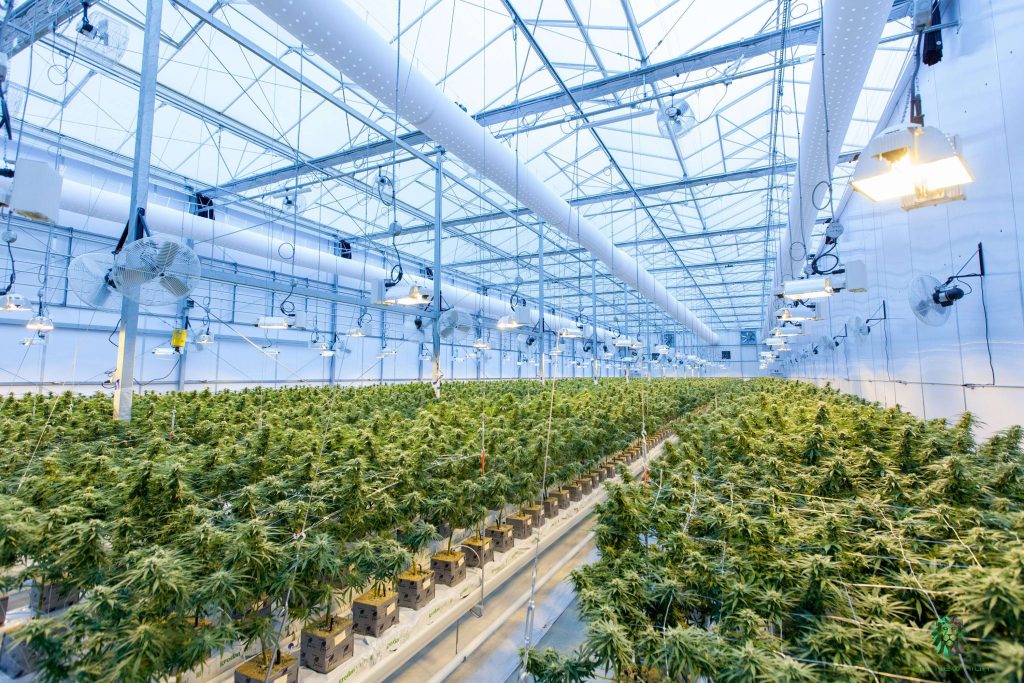 Indoor Cannabis Cultivation Drives Significant U.S. Carbon Emissions