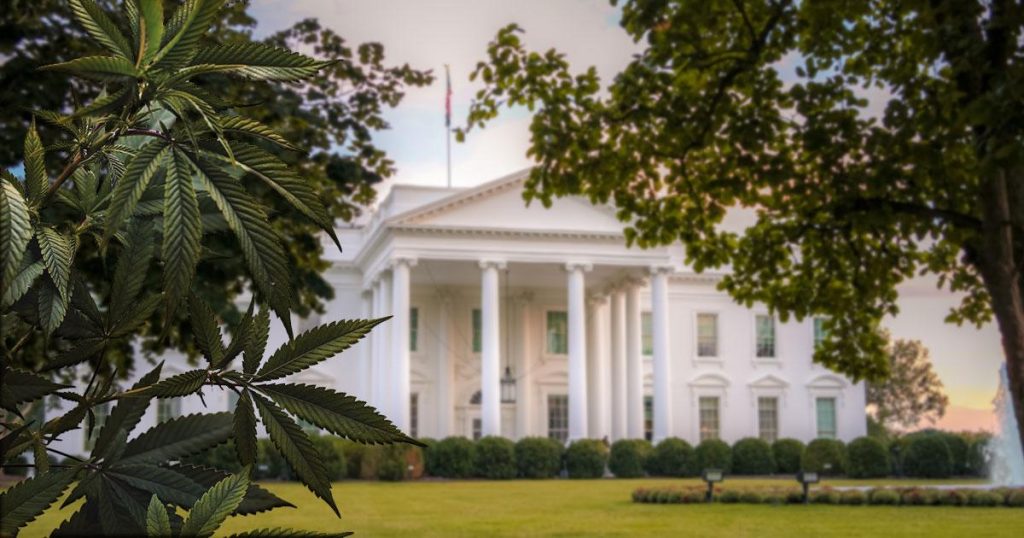 Uncertainty Surrounds Trump Administration’s Stance on Marijuana Reclassification