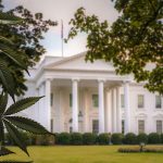 Uncertainty Surrounds Trump Administration’s Stance on Marijuana Reclassification